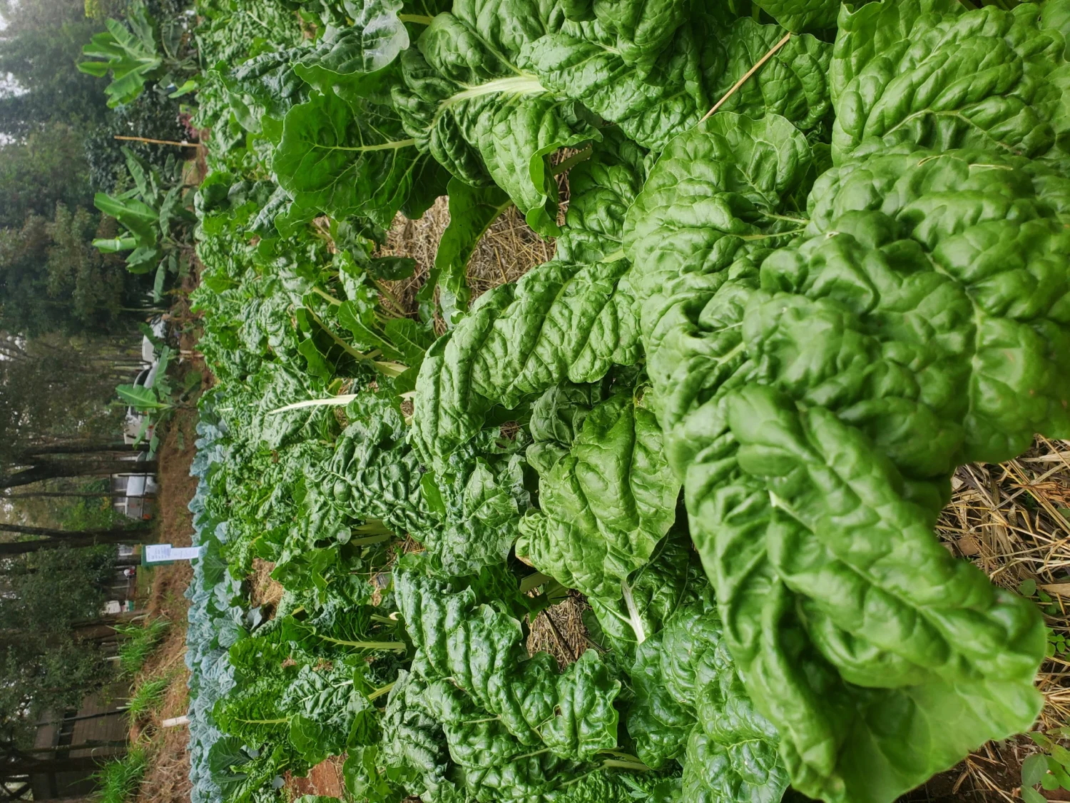 Rows of leafy green vegetables growing in a field