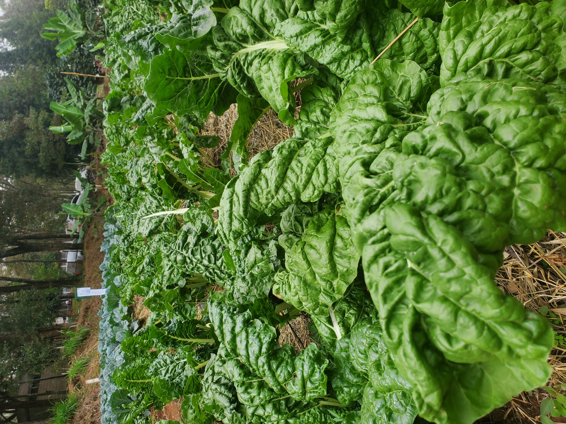 Fresh spinach harvest prepared for B2B supply chain delivery